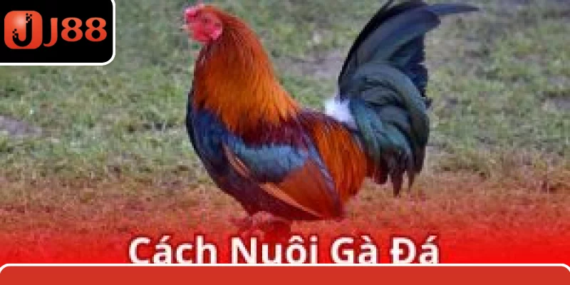 Cách Nuôi Gà Đá Chuẩn - Công Thức Chăm Sóc Từ Chuyên Gia J88